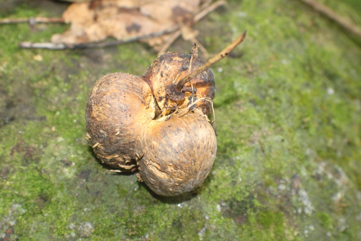 Hevea brasiliensis (Willd. ex A.Juss.) Müll.Arg.